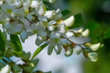 Robinia psödoacia, Robinieae kabilesine ait siyah bir çekirge. Amerika Birleşik Devletleri 'nin diğer ılıman Kuzey Amerika ve Avrupa' da vatandaşlık alan bölgelerine endemiktir., 