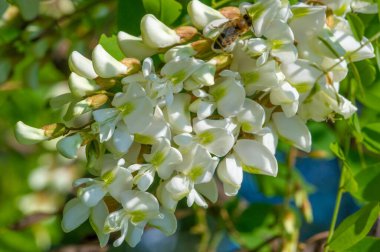 Robinia psödoacia, Robinieae kabilesine ait siyah bir çekirge. Amerika Birleşik Devletleri 'nin diğer ılıman Kuzey Amerika ve Avrupa' da vatandaşlık alan bölgelerine endemiktir., 