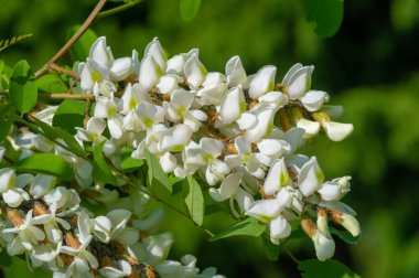 Robinia psödoacia, Robinieae kabilesine ait siyah bir çekirge. Amerika Birleşik Devletleri 'nin diğer ılıman Kuzey Amerika ve Avrupa' da vatandaşlık alan bölgelerine endemiktir., 