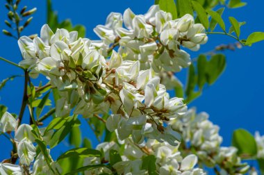 Robinia psödoacia, Robinieae kabilesine ait siyah bir çekirge. Amerika Birleşik Devletleri 'nin diğer ılıman Kuzey Amerika ve Avrupa' da vatandaşlık alan bölgelerine endemiktir., 