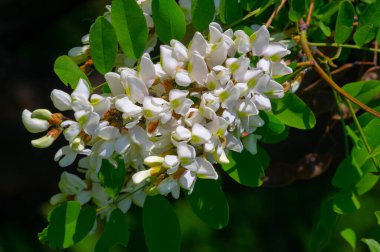 Robinia psödoacia, Robinieae kabilesine ait siyah bir çekirge. Amerika Birleşik Devletleri 'nin diğer ılıman Kuzey Amerika ve Avrupa' da vatandaşlık alan bölgelerine endemiktir., 