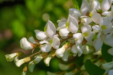 Robinia psödoacia, Robinieae kabilesine ait siyah bir çekirge. Amerika Birleşik Devletleri 'nin diğer ılıman Kuzey Amerika ve Avrupa' da vatandaşlık alan bölgelerine endemiktir., 