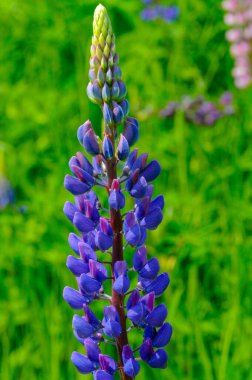 Lupinus, baklagiller (Fabaceae) familyasından bir bitki cinsidir. Amerika 'daki çeşitlilik merkezleriyle. Geniş bir besin kaynağı olarak yetiştirilmişlerdir..