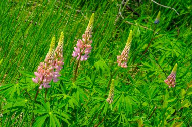 Lupinus, baklagiller (Fabaceae) familyasından bir bitki cinsidir. Amerika 'daki çeşitlilik merkezleriyle. Geniş bir besin kaynağı olarak yetiştirilmişlerdir..