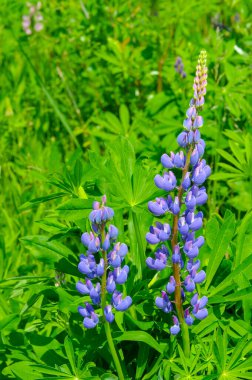 Lupinus, baklagiller (Fabaceae) familyasından bir bitki cinsidir. Amerika 'daki çeşitlilik merkezleriyle. Geniş bir besin kaynağı olarak yetiştirilmişlerdir..