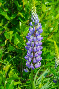 Lupinus, baklagiller (Fabaceae) familyasından bir bitki cinsidir. Amerika 'daki çeşitlilik merkezleriyle. Geniş bir besin kaynağı olarak yetiştirilmişlerdir..
