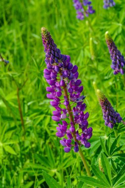 Lupinus, baklagiller (Fabaceae) familyasından bir bitki cinsidir. Amerika 'daki çeşitlilik merkezleriyle. Geniş bir besin kaynağı olarak yetiştirilmişlerdir..