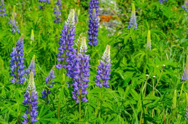 Lupinus, baklagiller (Fabaceae) familyasından bir bitki cinsidir. Amerika 'daki çeşitlilik merkezleriyle. Geniş bir besin kaynağı olarak yetiştirilmişlerdir..