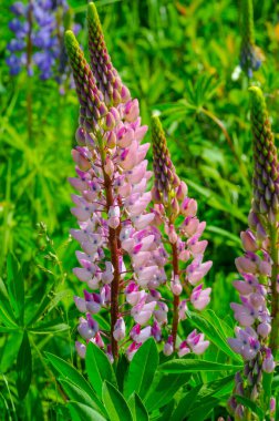 Lupinus, baklagiller (Fabaceae) familyasından bir bitki cinsidir. Amerika 'daki çeşitlilik merkezleriyle. Geniş bir besin kaynağı olarak yetiştirilmişlerdir..