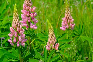 Lupinus, baklagiller (Fabaceae) familyasından bir bitki cinsidir. Amerika 'daki çeşitlilik merkezleriyle. Geniş bir besin kaynağı olarak yetiştirilmişlerdir..