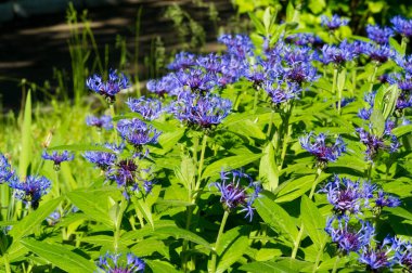 Blue cornflower 'ın ABD, Kanada, İngiltere ve Avustralya' daki popülaritesi o kadar yüksekti ki Corning Glass Works 'ün bir sembolü haline geldi..
