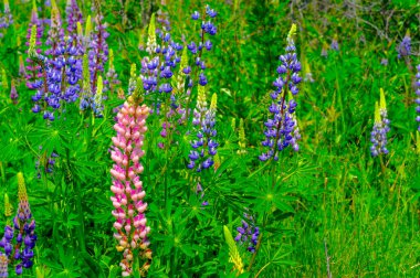 Lupinus, baklagiller (Fabaceae) familyasından bir bitki cinsidir. Amerika 'daki çeşitlilik merkezleriyle. Geniş bir besin kaynağı olarak yetiştirilmişlerdir..