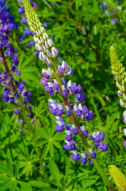 Lupinus, baklagiller (Fabaceae) familyasından bir bitki cinsidir. Amerika 'daki çeşitlilik merkezleriyle. Geniş bir besin kaynağı olarak yetiştirilmişlerdir..