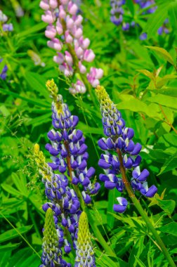 Lupinus, baklagiller (Fabaceae) familyasından bir bitki cinsidir. Amerika 'daki çeşitlilik merkezleriyle. Geniş bir besin kaynağı olarak yetiştirilmişlerdir..