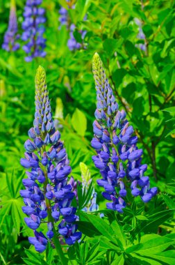 Lupinus, baklagiller (Fabaceae) familyasından bir bitki cinsidir. Amerika 'daki çeşitlilik merkezleriyle. Geniş bir besin kaynağı olarak yetiştirilmişlerdir..