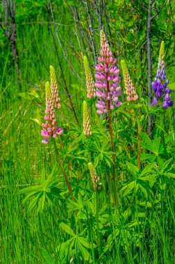 Lupinus, baklagiller (Fabaceae) familyasından bir bitki cinsidir. Amerika 'daki çeşitlilik merkezleriyle. Geniş bir besin kaynağı olarak yetiştirilmişlerdir..
