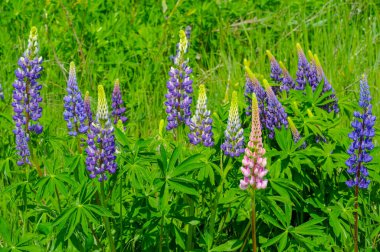 Lupinus, baklagiller (Fabaceae) familyasından bir bitki cinsidir. Amerika 'daki çeşitlilik merkezleriyle. Geniş bir besin kaynağı olarak yetiştirilmişlerdir..
