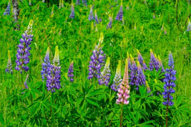 Lupinus, baklagiller (Fabaceae) familyasından bir bitki cinsidir. Amerika 'daki çeşitlilik merkezleriyle. Geniş bir besin kaynağı olarak yetiştirilmişlerdir..