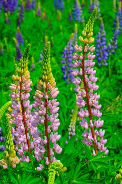 Lupinus, baklagiller (Fabaceae) familyasından bir bitki cinsidir. Amerika 'daki çeşitlilik merkezleriyle. Geniş bir besin kaynağı olarak yetiştirilmişlerdir..