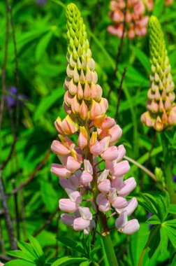 Lupinus, baklagiller (Fabaceae) familyasından bir bitki cinsidir. Amerika 'daki çeşitlilik merkezleriyle. Geniş bir besin kaynağı olarak yetiştirilmişlerdir..