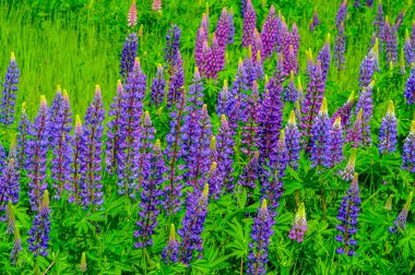 Lupinus, baklagiller (Fabaceae) familyasından bir bitki cinsidir. Amerika 'daki çeşitlilik merkezleriyle. Geniş bir besin kaynağı olarak yetiştirilmişlerdir..