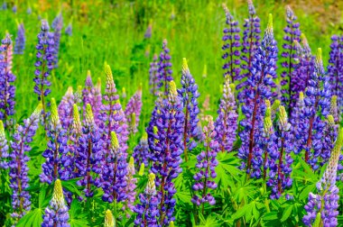 Lupinus, baklagiller (Fabaceae) familyasından bir bitki cinsidir. Amerika 'daki çeşitlilik merkezleriyle. Geniş bir besin kaynağı olarak yetiştirilmişlerdir..