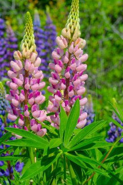 Lupinus, baklagiller (Fabaceae) familyasından bir bitki cinsidir. Amerika 'daki çeşitlilik merkezleriyle. Geniş bir besin kaynağı olarak yetiştirilmişlerdir..