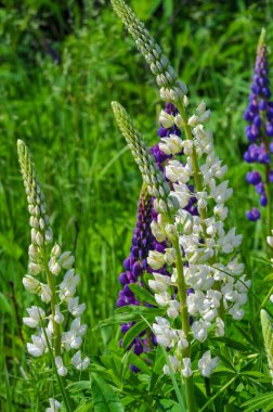 Lupinus, baklagiller (Fabaceae) familyasından bir bitki cinsidir. Amerika 'daki çeşitlilik merkezleriyle. Geniş bir besin kaynağı olarak yetiştirilmişlerdir..