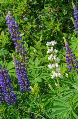 Lupinus, baklagiller (Fabaceae) familyasından bir bitki cinsidir. Amerika 'daki çeşitlilik merkezleriyle. Geniş bir besin kaynağı olarak yetiştirilmişlerdir..
