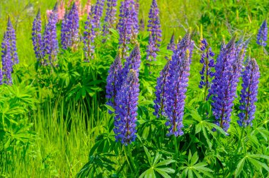 Lupinus, baklagiller (Fabaceae) familyasından bir bitki cinsidir. Amerika 'daki çeşitlilik merkezleriyle. Geniş bir besin kaynağı olarak yetiştirilmişlerdir..