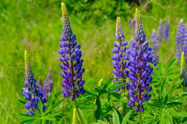 Lupinus, baklagiller (Fabaceae) familyasından bir bitki cinsidir. Amerika 'daki çeşitlilik merkezleriyle. Geniş bir besin kaynağı olarak yetiştirilmişlerdir..