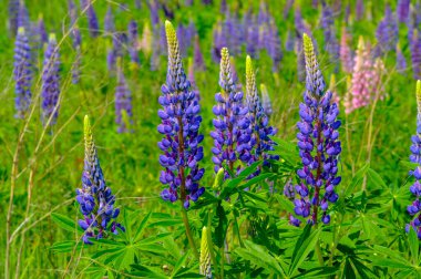 Lupinus, baklagiller (Fabaceae) familyasından bir bitki cinsidir. Amerika 'daki çeşitlilik merkezleriyle. Geniş bir besin kaynağı olarak yetiştirilmişlerdir..