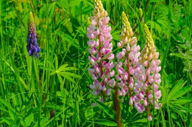 Lupinus, baklagiller (Fabaceae) familyasından bir bitki cinsidir. Amerika 'daki çeşitlilik merkezleriyle. Geniş bir besin kaynağı olarak yetiştirilmişlerdir..