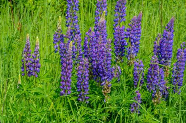 Lupinus, baklagiller (Fabaceae) familyasından bir bitki cinsidir. Amerika 'daki çeşitlilik merkezleriyle. Geniş bir besin kaynağı olarak yetiştirilmişlerdir..