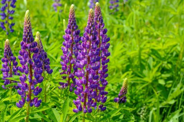 Lupinus, baklagiller (Fabaceae) familyasından bir bitki cinsidir. Amerika 'daki çeşitlilik merkezleriyle. Geniş bir besin kaynağı olarak yetiştirilmişlerdir..