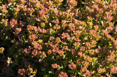 Sedum telephium, sıklıkla Hylotelephium, orpine, livelong, kurbağa midesi, arping Johnny, sonsuz yaşam, yaz ortası adamları, Yetim John, cadının para çantası