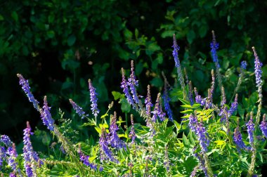 Vicia cracca (tükürük verçesi, inek vetch, kuş vetch, mavi vetch, boreal vetch), Avrupa ve Asya 'ya özgü bir vetch türüdür. Diğer kıtalarda tanıtılan türler olarak görülür.