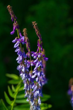 Vicia cracca (tükürük verçesi, inek vetch, kuş vetch, mavi vetch, boreal vetch), Avrupa ve Asya 'ya özgü bir vetch türüdür. Diğer kıtalarda tanıtılan türler olarak görülür.