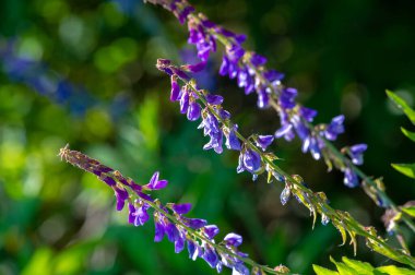 Vicia cracca (tükürük verçesi, inek vetch, kuş vetch, mavi vetch, boreal vetch), Avrupa ve Asya 'ya özgü bir vetch türüdür. Diğer kıtalarda tanıtılan türler olarak görülür.