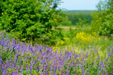 Vicia cracca (tükürük verçesi, inek vetch, kuş vetch, mavi vetch, boreal vetch), Avrupa ve Asya 'ya özgü bir vetch türüdür. Diğer kıtalarda tanıtılan türler olarak görülür.