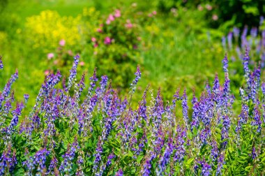 Vicia cracca (tükürük verçesi, inek vetch, kuş vetch, mavi vetch, boreal vetch), Avrupa ve Asya 'ya özgü bir vetch türüdür. Diğer kıtalarda tanıtılan türler olarak görülür.