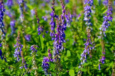 Vicia cracca (tükürük verçesi, inek vetch, kuş vetch, mavi vetch, boreal vetch), Avrupa ve Asya 'ya özgü bir vetch türüdür. Diğer kıtalarda tanıtılan türler olarak görülür.