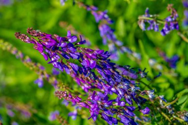 Vicia cracca (tükürük verçesi, inek vetch, kuş vetch, mavi vetch, boreal vetch), Avrupa ve Asya 'ya özgü bir vetch türüdür. Diğer kıtalarda tanıtılan türler olarak görülür.