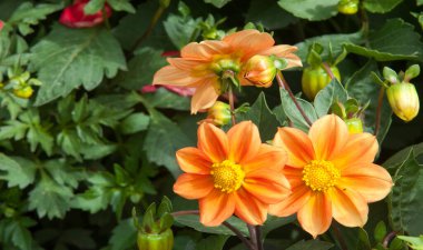 Papatya ailesinden tüberküloz köklü bir Meksika bitkisi, parlak renkli tek ya da çift renkli çiçekleri için yetiştirilir..