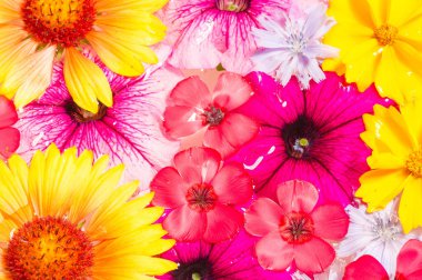 Tarla ve çayır çiçekleri koparılmış, suda fotoğraflanmış. Kırık yaprakların parlak renkleri