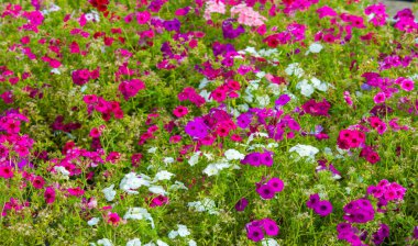 Phlox alevi; çoğunlukla Kuzey Amerika 'da, biri Sibirya' da ormanlık ve bozkırlardan farklı bir yaşam alanında bulunur. Kimisi baharda, kimisi yazın ve sonbaharda.