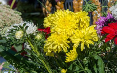 Bir buket çiçek. Çekici bir şekilde düzenlenmiş bir demet çiçek, özellikle bir hediye olarak sunulan ya da bir törende taşınan. burun, lezzet