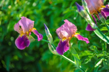 Iris 'in hak ettiği kadar popüler, narin taç yaprakları, mayıs ve haziran aylarında yaprakları muhteşem kokulu çiçekleri ve kılıç şeklinde gri-yeşil yaprakların hayranları var.. 