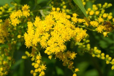Solidago 'nun çiçeği, Güney Amerika ve Avrasya' ya özgü Meksika da dahil olmak üzere, Kuzey Amerika 'dan gelir.