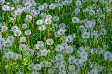 Taraxum karahindiba, tıbbi bir bitki olarak kullanılır. Rüzgarın yönüne doğru giden gümüşi ibikli meyve topları. Bu toplara hem İngiliz hem de Amerikan İngilizcesinde 